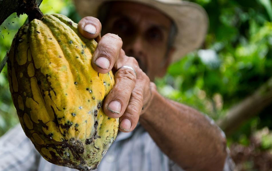 Exploitant agricole tenant du cacao dans sa main